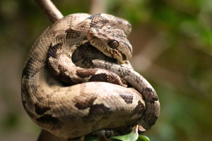 Boa snake
